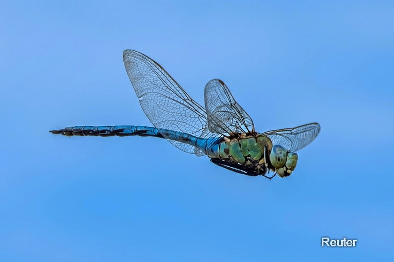 Große Königslibelle (Anax imperator).jpg