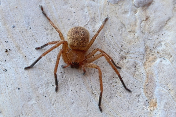 Braune Jägerspinne (Olios argelasius)