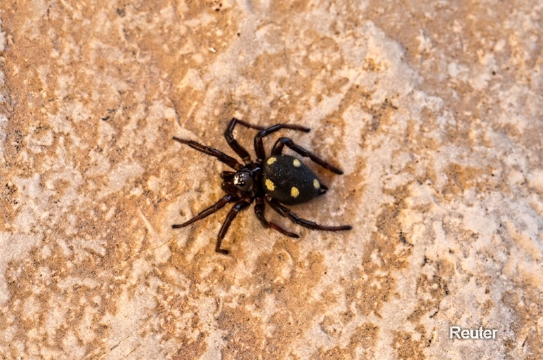 Zeltdachspinne - Uroctea durandi.jpg