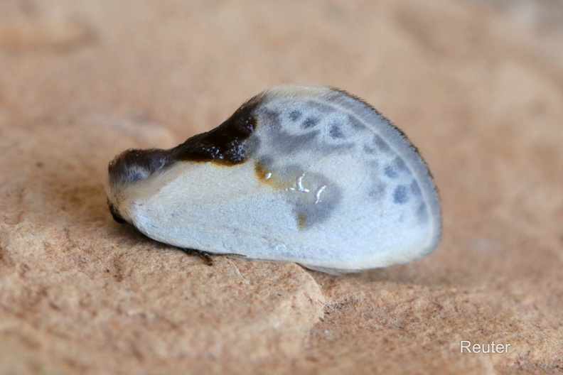 Weißer Sichelflügler (Cilix glaucata).jpg