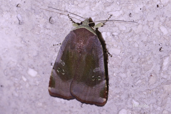 Janthe-Bandeule (Noctua janthe)