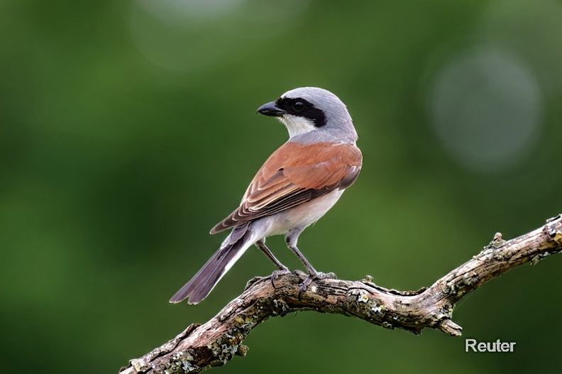 Der Neuntöter (Lanius collurio).jpg