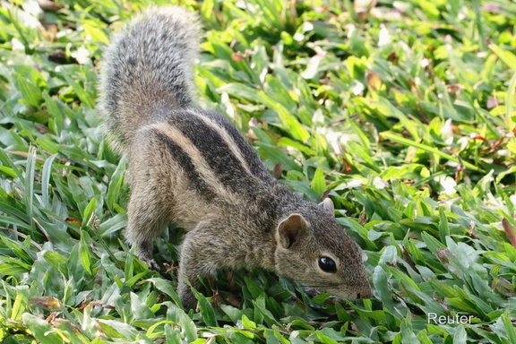 Indisches Palmenhörnchen (Funambulus palmarum)