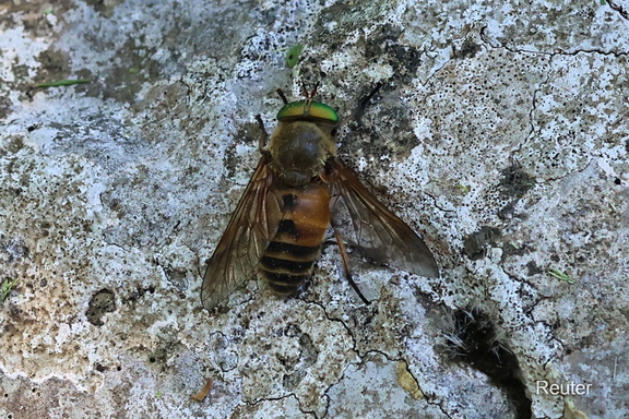Bremse - Philipomyia aprica.