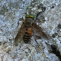 Bremse - Philipomyia aprica.