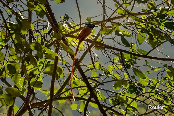 Hainparadiesschnäpper (Terpsiphone paradisi