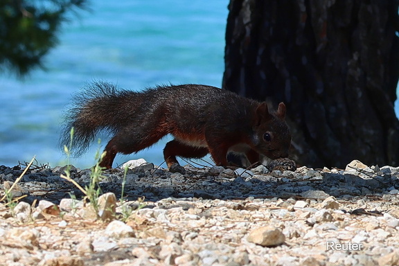 Eurasische Eichhörnchen (Sciurus vulgaris)