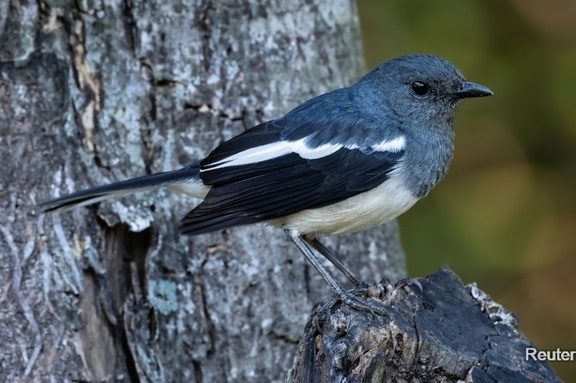 Dajalschama (Copsychus saularis)