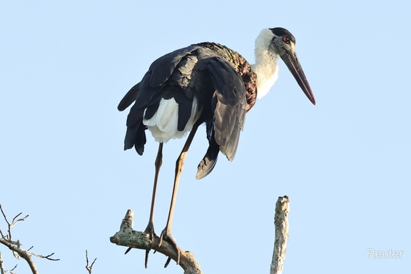 Asien-Wollhalsstorch (Ciconia episcopus)