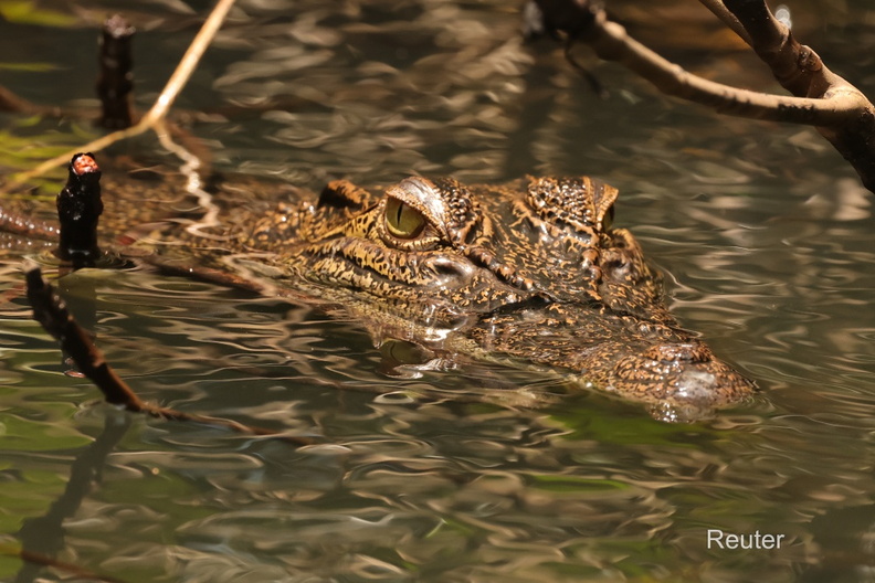 Sumpfkrokodil (Crocodylus palustris).jpg