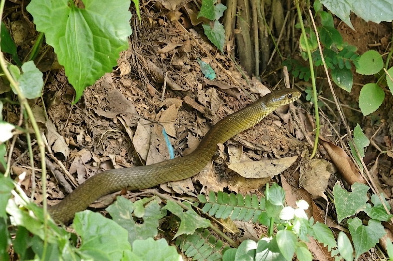 Indische Rattenschlange (Ptyas mucosa) (2).png
