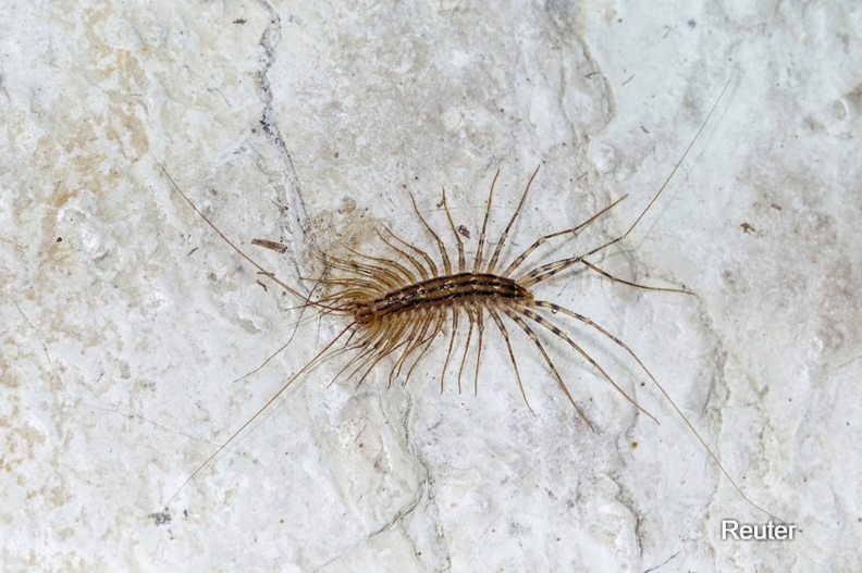 Spinnenläufer (Scutigera coleoptrata).jpg