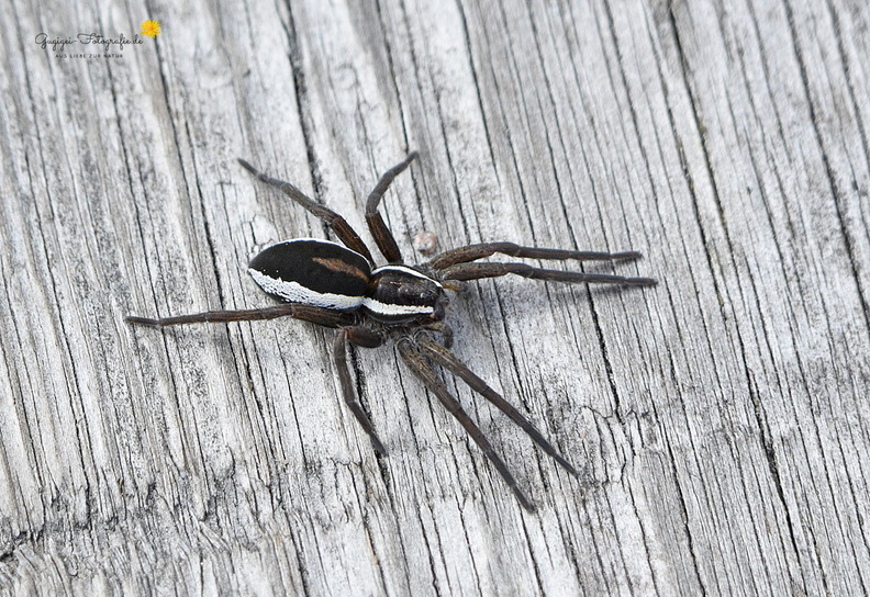 DSC_2403-ad-web.jpg