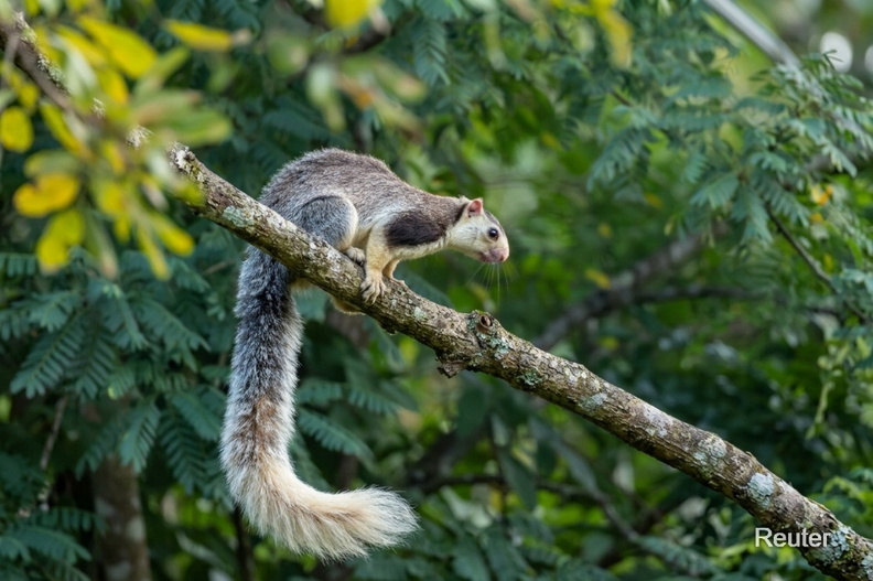 Sri-Lanka-Riesenhörnchen (Ratufa macroura).jpg