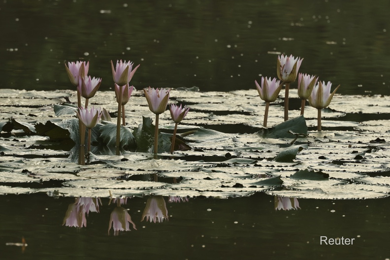 Stern-Seerose, lokal bekannt als Nil Manel (Nymphaea nouchali oder Nymphaea stellata).jpg
