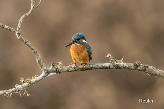 Eisvogel (Alcedo atthis taprobana)