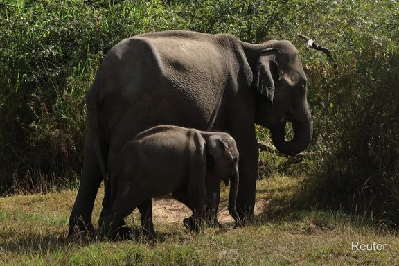 Asiatische Elefantenkuh mit Kalb (Elephas maximus)