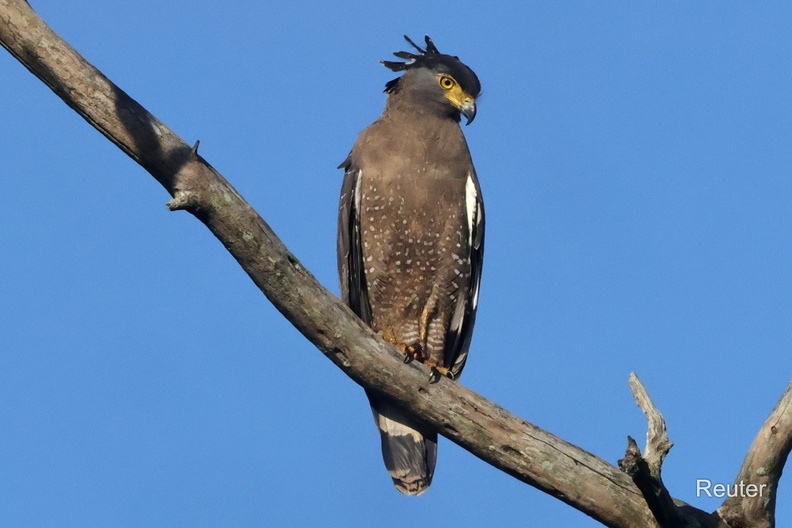 Schlangen Habicht (Spilornis cheela).jpg