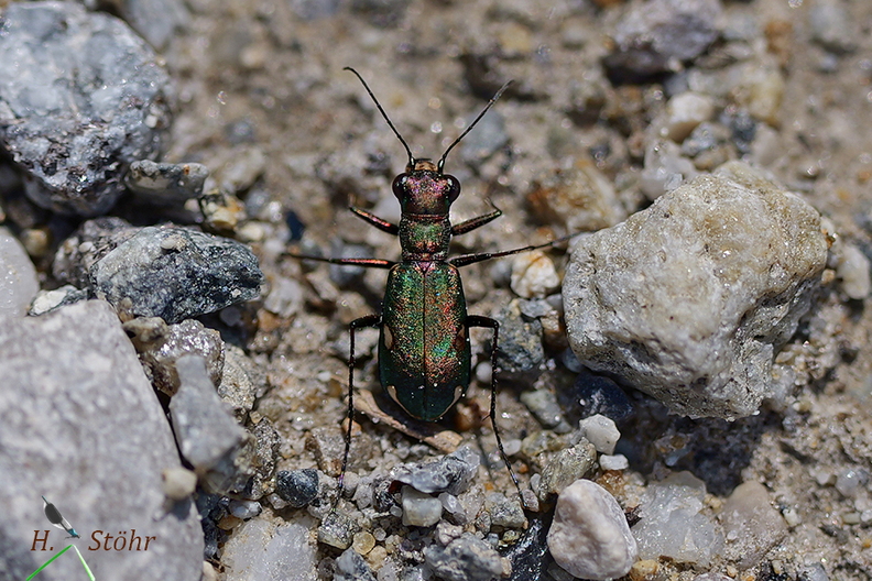 Cylindera germanica.jpg