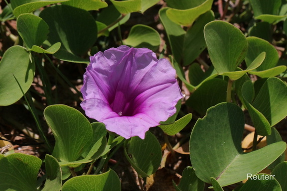Ziegenfuß-Prunkwinde (Ipomoea pes-caprae)