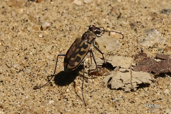 Laufkäfer ( L. catena insularis)