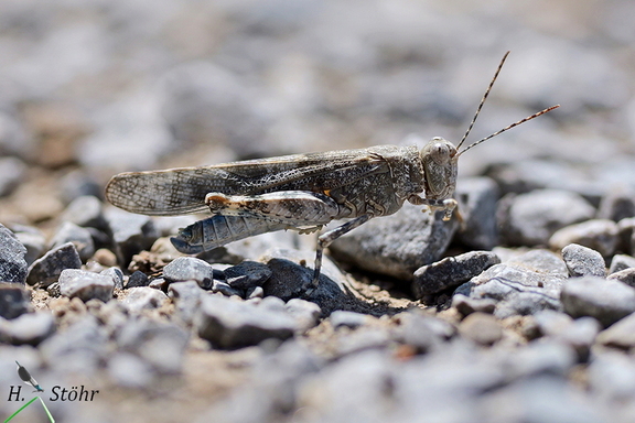Blauflügelige Sandschrecke (Sphingonotus caerulans)