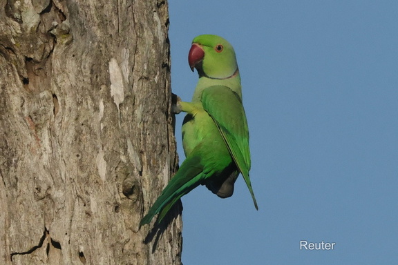 Halsbandsittich (Psittacula krameri)