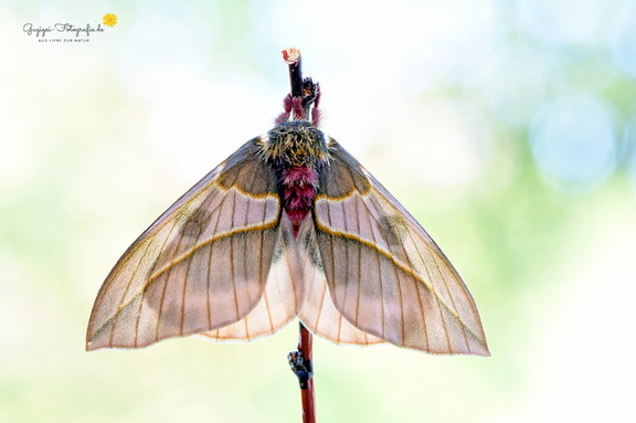 Pfauenspinner (Automeris frankae)