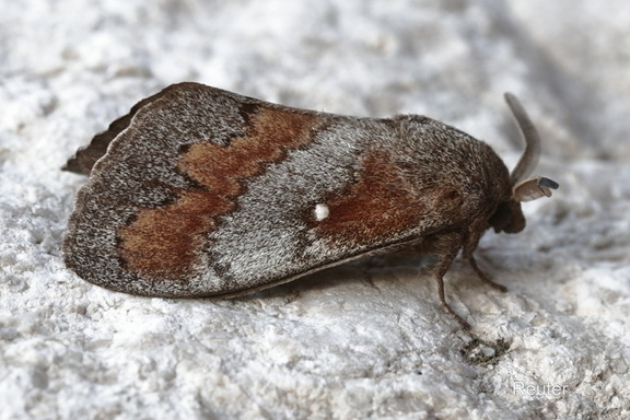 Kiefernspinner (Dendrolimus pini)