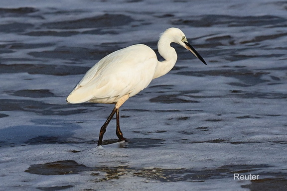 Seidenreiher (Egretta garzetta)