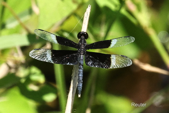 Pied Paddy Skimmer -Neurothemis tullia