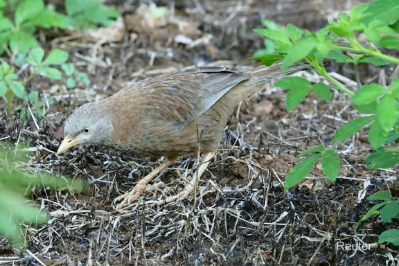 Gelbschnabeldrossling (Argya affinis)