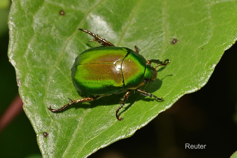 Blathornkäfer ((Anomala (Euchlora sp.).jpg