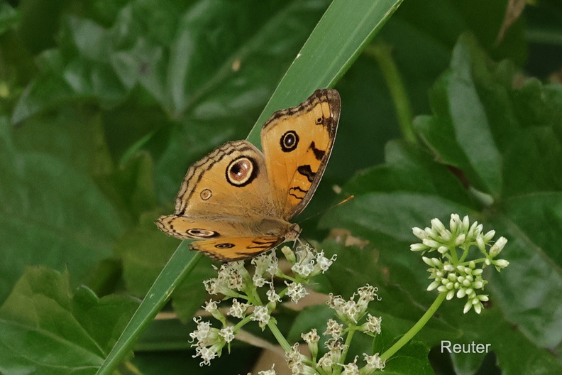 Nymphalidae (Junonia almana).jpg