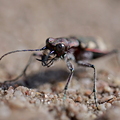 Dünen-Sandlaufkäfer (Cicindela hybrida)