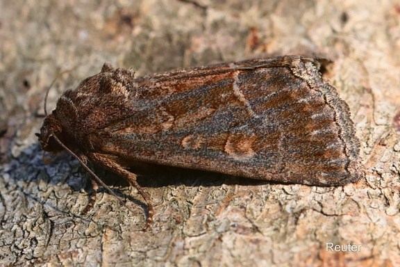 Gemüseeule (Lacanobia oleracea)
