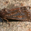 Gemüseeule (Lacanobia oleracea)