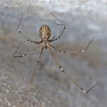Marmorzitterspinne (Holocnemus pluchei)