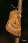 Eichenspinner (Lasiocampa quercus)