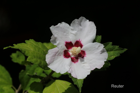 Straucheibisch (Hibiscus syriacus)