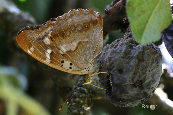Kleiner Schillerfalter (Apatura ilia)