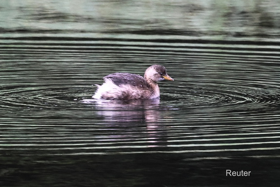 Zwergtaucher (Tachybaptus ruficollis)