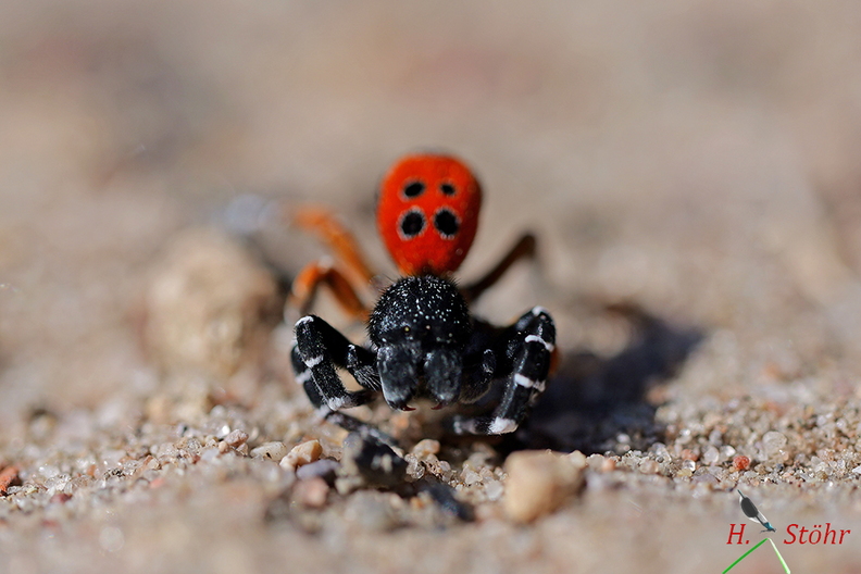 ladybird kollari.JPG