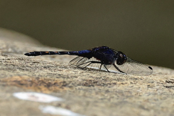 Schwarzer Sonnenzeiger (Trithemis festiva)