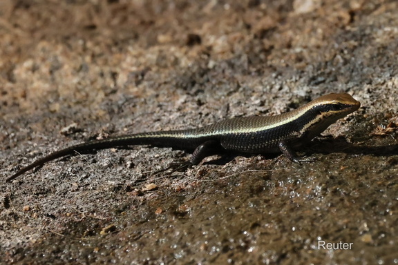 Sri-Lanka-(Bronzeskink Eutropis madaraszi)