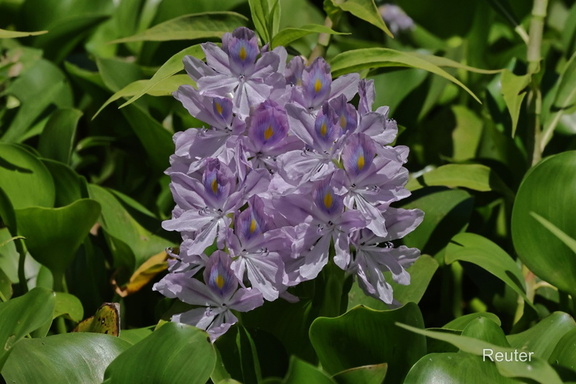 Dickstielige Wasserhyazinthe (Pontederia crassipes)