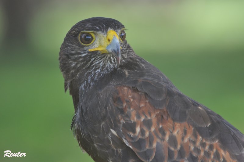 Wüstenbussard (Parabuteo unicinctus)