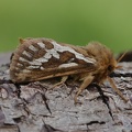 Kleiner Hopfen-Wurzelbohrer (Korscheltellus lupulina)