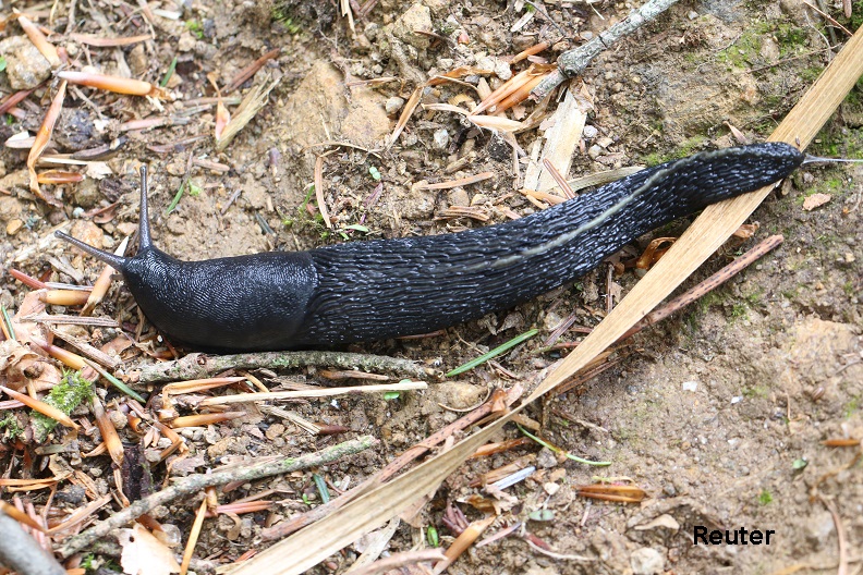 Schwarzer Schnegel (Limax cinereoniger).JPG