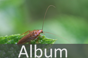 Schaben (Blattodea)